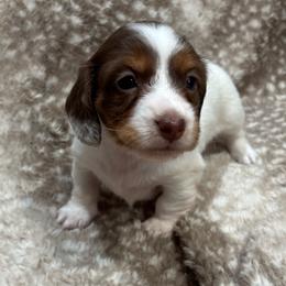 Kiss AKC - Chocolate and tan female Dachshund puppy in Osage, Oklahoma from Vandruff Creek Mini Dachshunds