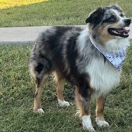 Miniature Australian Shepherds from Spur M Aussies