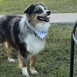 Miniature Australian Shepherds from Spur M Aussies