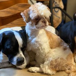 Shih Tzus from Joni Hensley's Shih Tzu