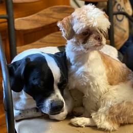 Shih Tzus from Joni Hensley's Shih Tzu