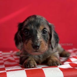 Meadow Soprano - Dapple female Dachshund puppy in Chandler, Arizona from Vonaducci Doxies, LLC.