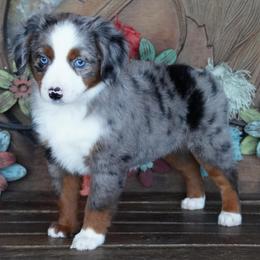 Blue Merle 1 - Blue merle female Miniature Australian Shepherd puppy in Lawton, Oklahoma from Lindsey’s Aussies