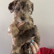 Next - Wheaten female Whoodle puppy in Gilbert, Arizona from Gilbert Bernedoodles & Whoodles