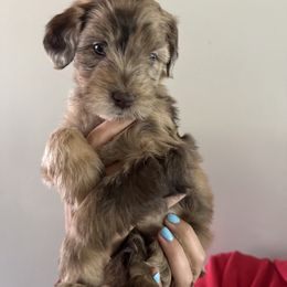 Next - Wheaten female Whoodle puppy in Gilbert, Arizona from Gilbert Bernedoodles & Whoodles