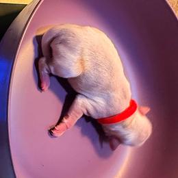 Cartier - White male Shih Tzu puppy in Port Orchard, Washington from Buttons N Bows