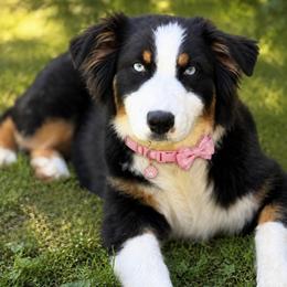Marigold - Australian Shepherd