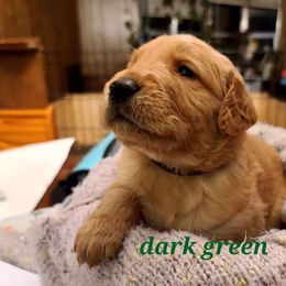 Boy 2 - Golden Golden Retriever puppy in Valley, Washington from Enchanted Valley Paws