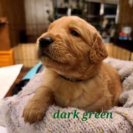 Boy 2 - Golden Golden Retriever puppy in Valley, Washington from Enchanted Valley Paws