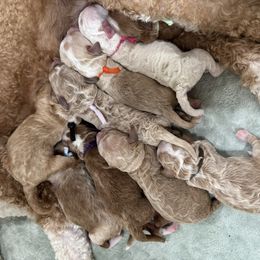 Goldendoodle puppies from Plush Doodles