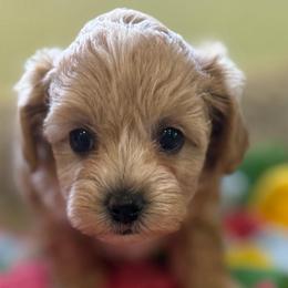 Juniper - Apricot female Maltipoo puppy in Colonial Beach, Virginia from BeachRidge Pups