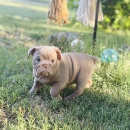 Lilac Girl - Lilac tri-color female Bulldog puppy in Amarillo, Texas from Bomb City Bulldogs