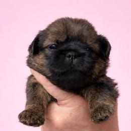 Roxy - Red female Shih Tzu puppy in Tallahassee, Florida from Bows and Bow Ties
