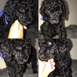 Goldendoodle Puppies from Zeusthemoosedoodles