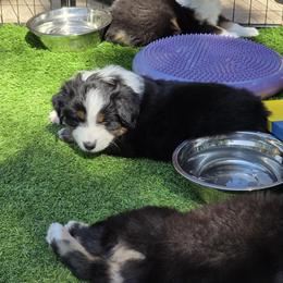 Miniature American Shepherd Puppies from All About Me Miniature American Shepherds