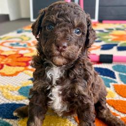 Cinnamon - Phantom female Goldendoodle puppy in Brooksville, Florida from Spring Prairie Doodles