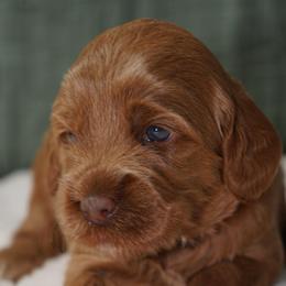 Teeter - Red female Australian Labradoodle puppy in Fontana, California from Glory Labradoodle’s