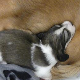 AKC Red Piebald Girl - Piebald female Dachshund puppy in Plant City, Florida from Oakley's Dachshund Ranch