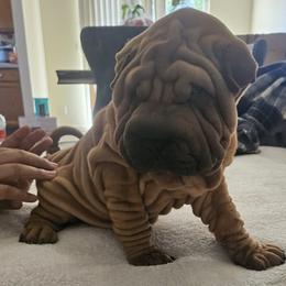 Rusty - Red sable male Chinese Shar-Pei puppy in Bakersfield, California from Cashmerewrinkles