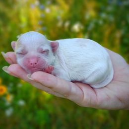 Korean Dollface Astrid - White female Mal-Shi puppy in Barren Springs, Virginia from Seeking Shalom Acres Maltese, Maltipoos & Havamalts