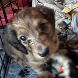 Jack (o'lantern) - Red male Dachshund puppy in Minnesota from Scarletson Dachshunds