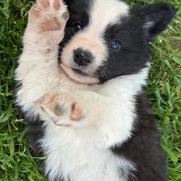 Roscoe - Black and white male Border Collie puppy in New Franklin, Ohio from Whipple Farms