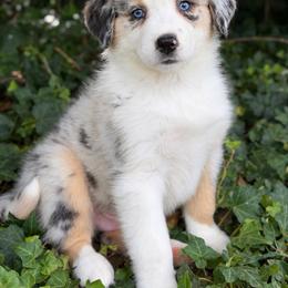 Wrigley-has tail-many videos - Blue merle male Australian Shepherd puppy in Troy, South Carolina from Australian Shepherds of 3/W Farms
