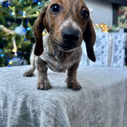 Gamora - Piebald female Dachshund puppy in Temecula, California from Naomi Magee's Dachshund Kennel