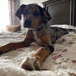 Catahoula Leopard Dog Puppies from ZM Catahoulas