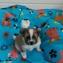 Cheeka - Orange parti female Pomeranian puppy in Linwood, North Carolina from My Tiny Paws