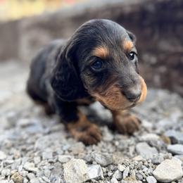 Male- Lime Green - Black and tan male Dachshund puppy in Licking, Missouri from Bean Creek Dachshunds & Terriers
