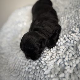Yamiyo - Black female Shih Tzu puppy in Riverside, California from ShihTzuki Pups