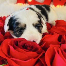 Candy - Black and tan female Pembroke Welsh Corgi puppy in Muldrow, Oklahoma from Dean’s Rustic Ranch Corgis and Horses