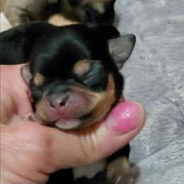 Champion sired blk and tan - Black and tan male Chihuahua puppy in Bloomington, Indiana from TJs Chihuahuas
