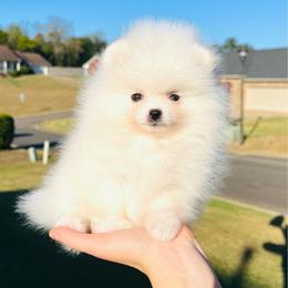 Girl 1 - White female Pomeranian puppy in Hot Springs, Arkansas from Pomeranian Empire