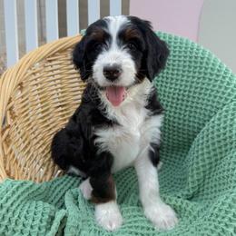 Padfoot - Tri-color male Bernedoodle puppy in Apache Junction, Arizona from Coffey House Doodles