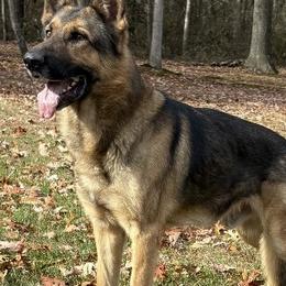 Kenzo - German Shepherd