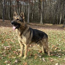 Kenzo - German Shepherd