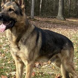Kenzo - German Shepherd