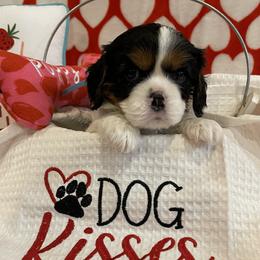 Cavachon and Cavalier King Charles Spaniel Puppies from Rolling Meadows Cavaliers