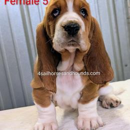 Mercedes - Mahogany and white female Basset Hound puppy in Franklin, Indiana from 4 Sail Quarter Horses and Hounds