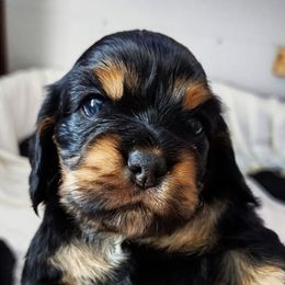 Cocker Spaniels from Van Winkle Family Pets