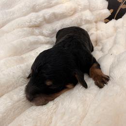 Rose - Black and white female Cavapoo puppy in Redding, California from O’Hara  Doodles