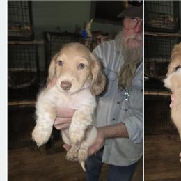 Boy 1 - Chocolate and cream male Dachshund puppy in Jackson's Gap, Alabama from Lake Martin Doxies