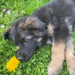 German Shepherds and Pomskies from K9Phenom
