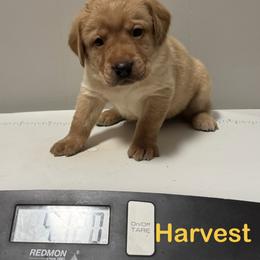 Harvest - Yellow male Labrador Retriever puppy in Tigard, Oregon from Morrison Labrador Retreivers