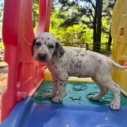 Primrose(LUA) - White and liver brown female Dalmatian puppy in Wilson, North Carolina from New Horizonz Dalmatians