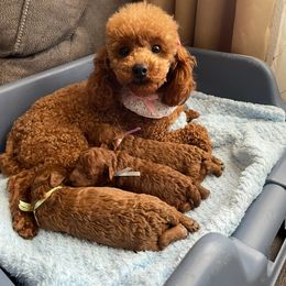 Foxy - Poodle