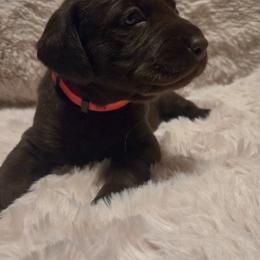 Girl 2 - female Labrador Retriever puppy in Hartley, California from Mathew's Labradors