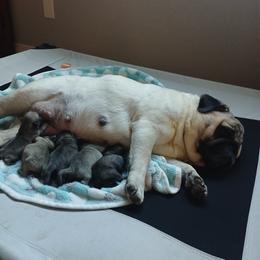 Boy 4 - Fawn male Pug puppy in Glendale, Oregon from Azalea Pugs